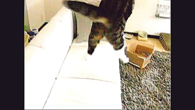 Подборка Прыжки кота Мару в замедленной съемке