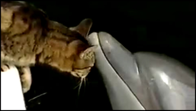Подборка Дружба кошки и дельфина