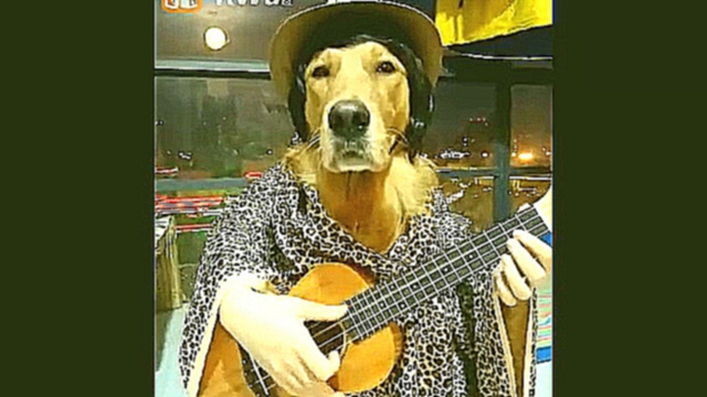 Подборка Классный пес играет на укулеле
