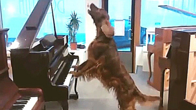 Подборка Собака играет на пианино