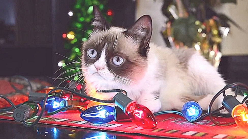 Подборка Трудно быть котиком в Рождество (при участии Grumpy cat)