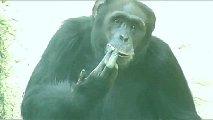 Подборка Курящая шимпанзе Азалия из зоопарка в Северной Корее