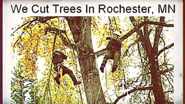 Подборка 24 hour emergency tree removal services Rochester, MN Call 507-200-0200