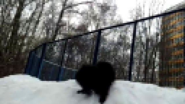 Подборка Черный померанец в зимнем лесу