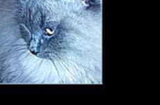 Подборка «мой кот Орешек! » под музыку Пицца - Кто ты будешь такой(Саундтрек к фильму Наша Маша и волшебный орех). Picrolla