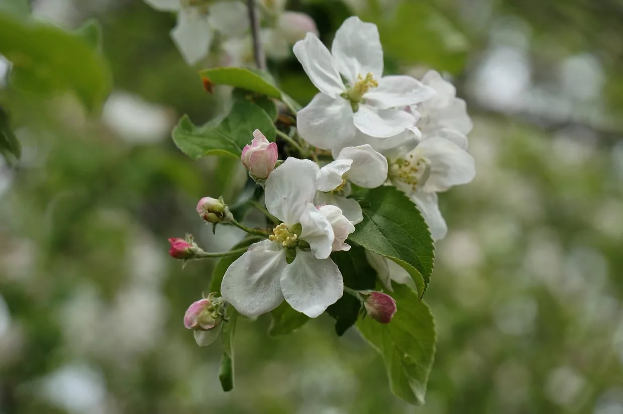 Яблони Цветут 