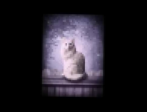 Подборка Мельница - Белая кошка