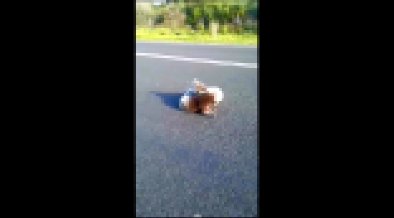 Подборка Австралийка спасла из-под колес фуры двух дерущихся на дороге коал