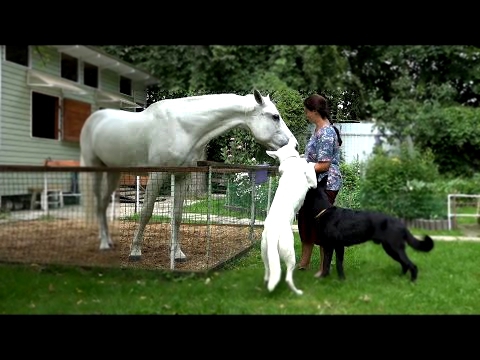 Наши лошади и собаки - между белым и черным
