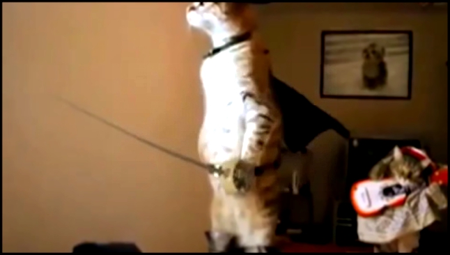 Подборка Завороженный кот (видеожаба)