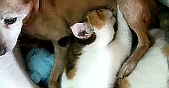 Подборка Собака кормит своим молоком кошку