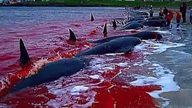 Подборка each year in Denmark in 1000 killing of dolphins