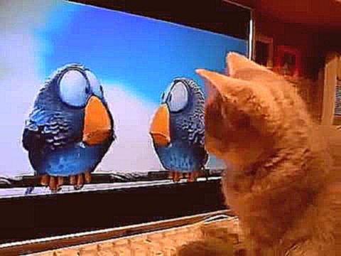 Котейка смотрит мультик на ночь про птиц