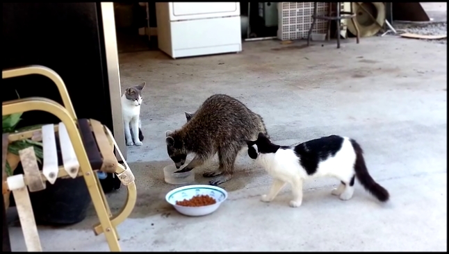 Подборка Енот ворует еду у котят