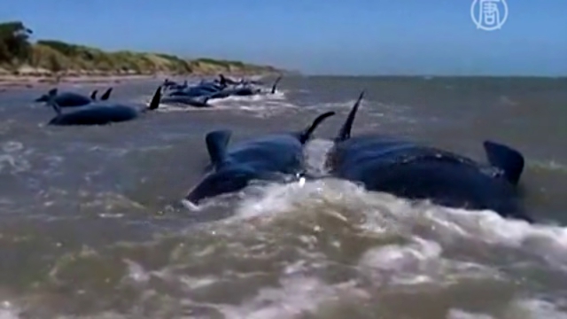 Подборка 39 черных дельфинов выбросившихся на берег погибли