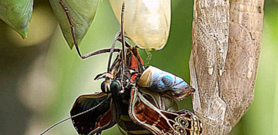 Подборка Морфо - самая яркая тропическая бабочка для подарка +38050-958-60-70-Ася. 