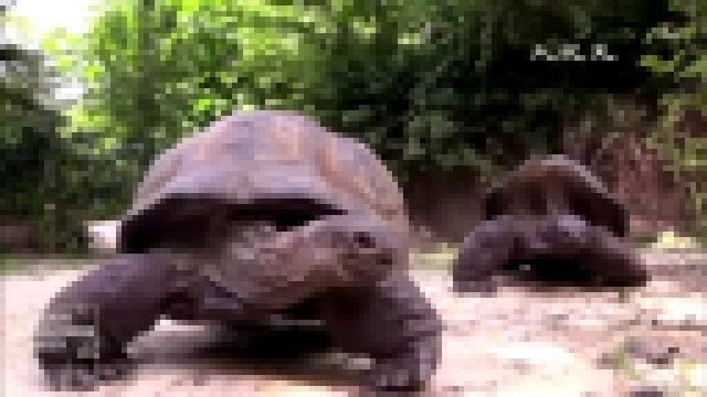 Подборка Две гигантские черепахи покоряют публику в зоопарке Бронкса