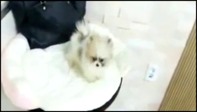 Подборка Cute teacup Pomeranian puppies for sale