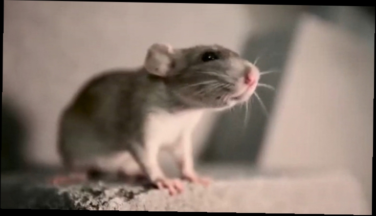 Подборка \Джуманджи. Животные в мегаполисе (Крысы) [2015, Документальный, расследование