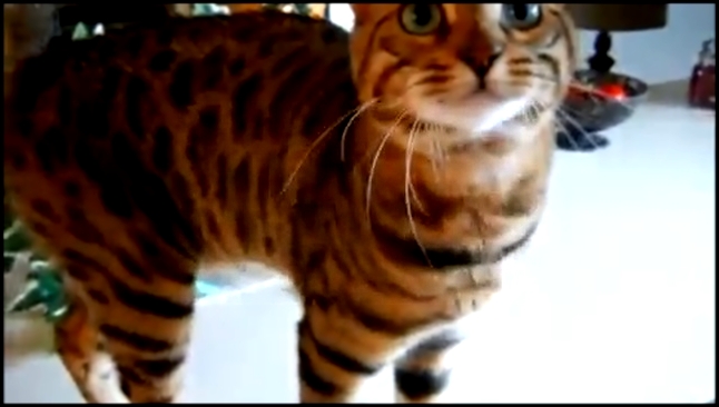 Подборка Говорящий бенгальский кот # Bengal Cat Boo Talking loudly