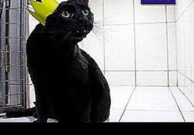 Кот Люцифер из Перми спасает жизни животных