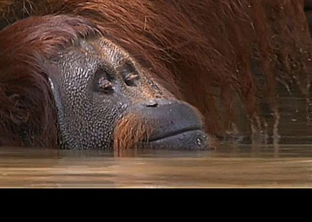 Подборка Орангутанги: Спасение человекообразных приматов (Orangutans: The Great Ape Escape)