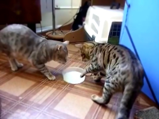 Два кота и одна миска с молоком