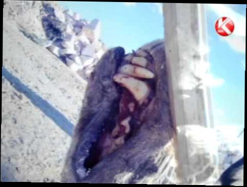 Подборка В Мангистауской области бывший сотрудник РУВД задушил напавшего на него волка