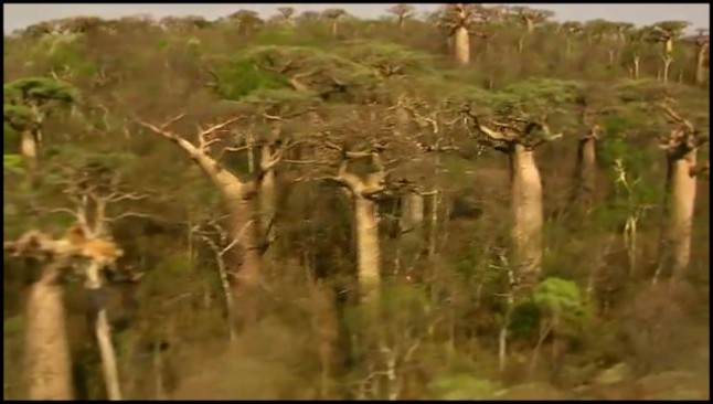 Подборка BBC: Мадагаскар: Земля, где эволюция шла своим путём: Остров чудес / 1 серия