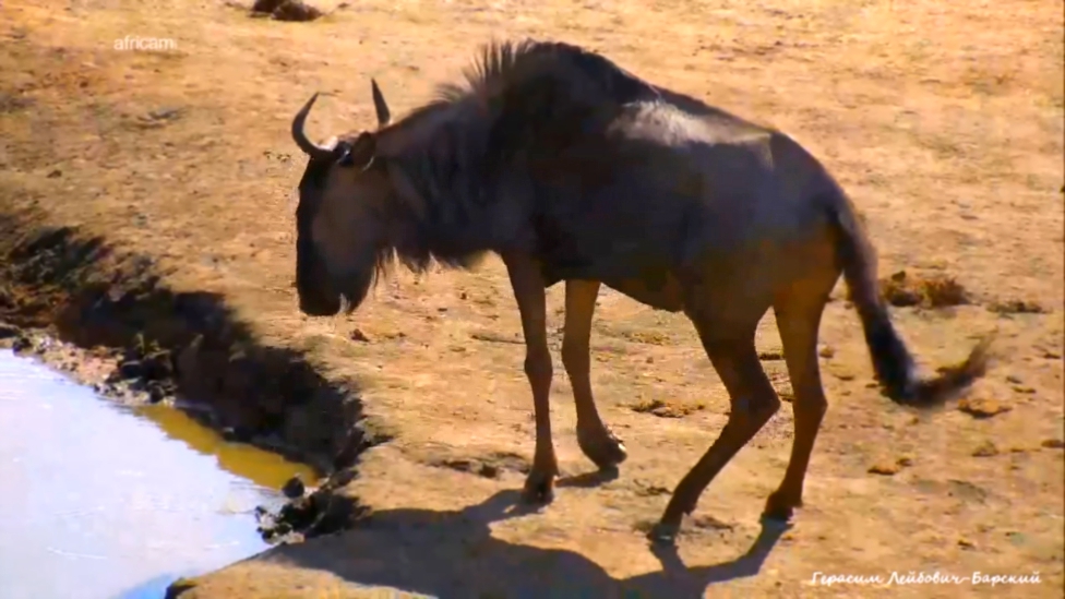 Подборка Хромая антилопа гну у водопоя Нкорно в Южной Африке - беззащитная и отставшая от стада