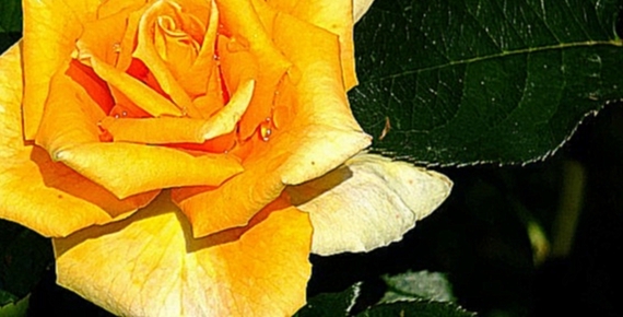 Подборка Желтые розы  символ жизни, cвета и солнца.