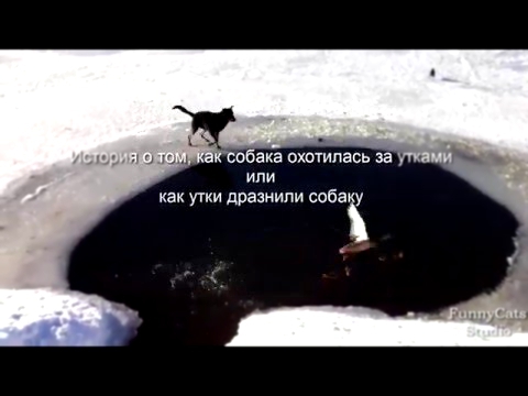 Забавные истории из жизни животных - Собака ловит уток