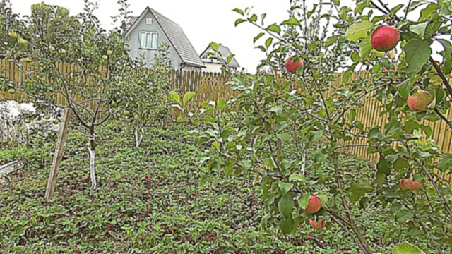 Подборка Собираем свой урожай фруктов и овощей в коттеджном поселке «Соколиная Гора»