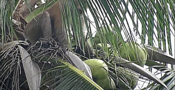 Подборка Обезьяна собирает кокосы