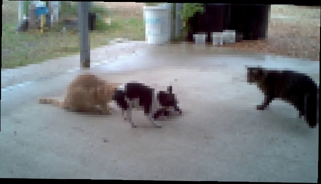 Подборка Мама-собака спасает щеночка от кошек (=^.^=)