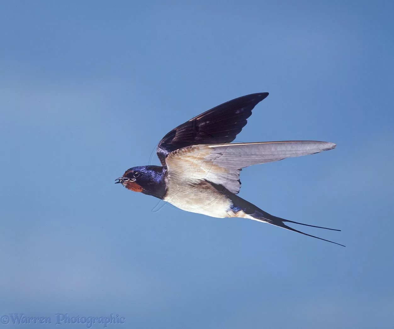 Swallows Flight рисунок