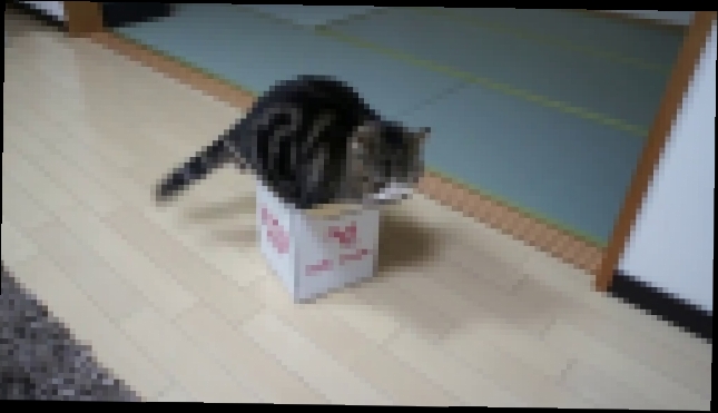 Подборка Как залезть в маленькую коробку, если ты толстый кот?
