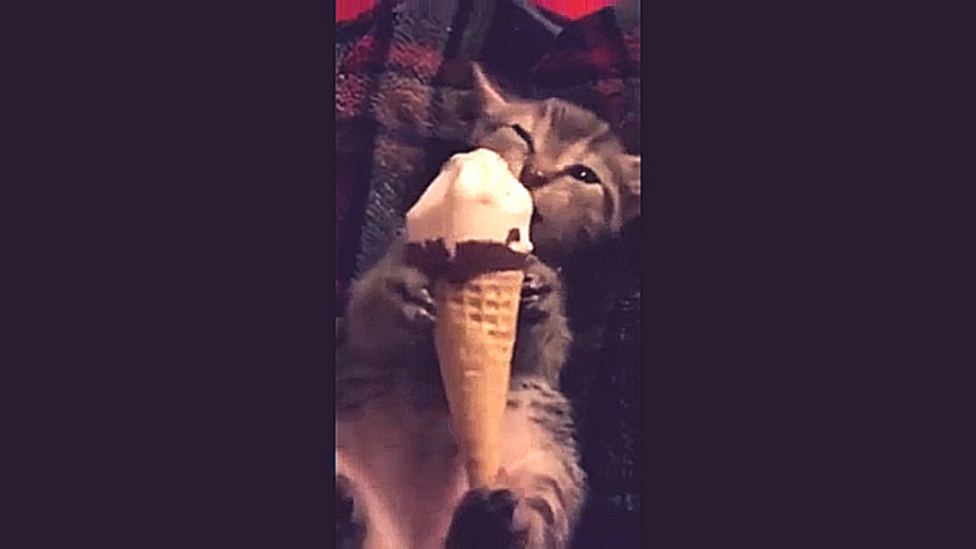 Подборка Подборка котиков с мороженным
