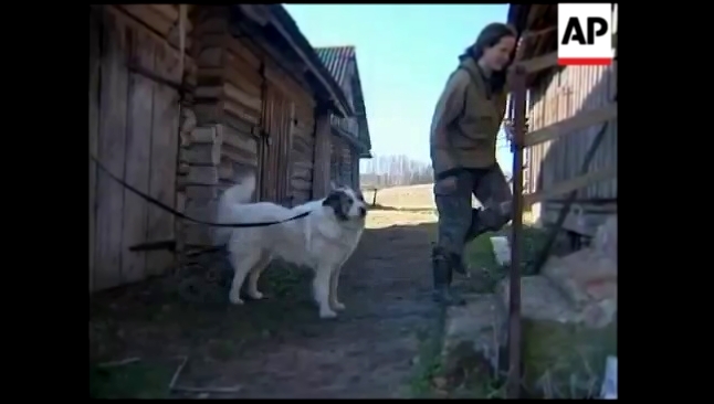 Подборка A woman who's lived with wolves for three years