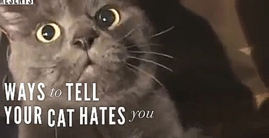 Подборка 5 способов понять, что ваш кот вас ненавидит