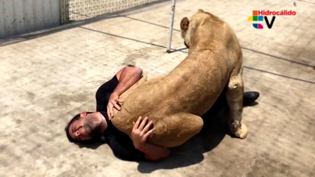 Подборка Молодая львица сбивает с ног мужчину, чтобы обнять его