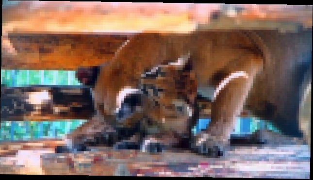 Подборка Пума Алекса живет в зоопарке «Планета обезьян и диких кошек» в отеле «Ялта-Интурист» в Крыму