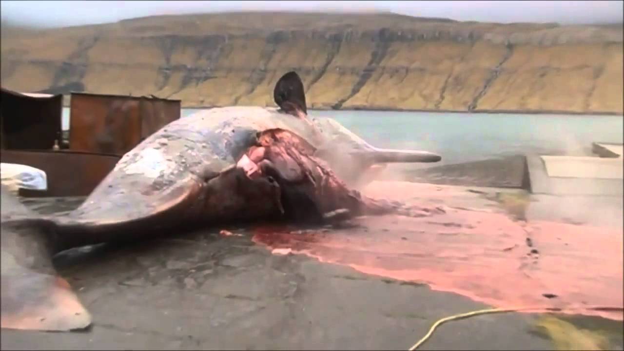 вы видели, как умирают киты? 